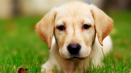 Transitioning from Puppy to Adult Dog Food