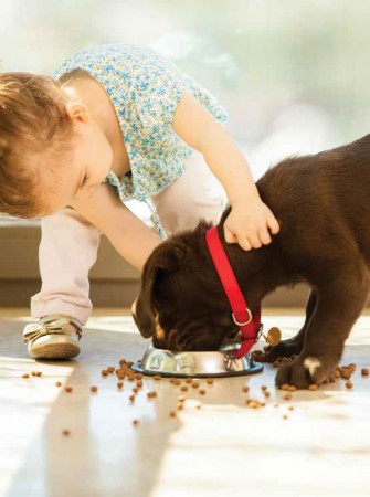 How to Feed Your Puppy