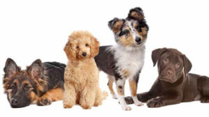 Body Condition Diagram